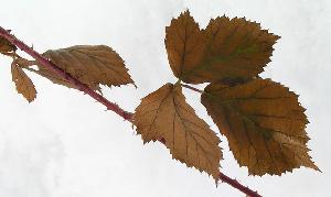 Zufallsbild
