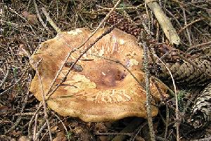 Zufallsbild