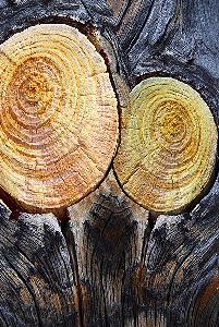 Zufallsbild