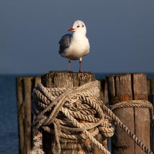 Zufallsbild