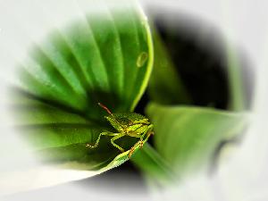 Zufallsbild