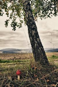 Zufallsbild