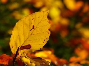Zufallsbild
