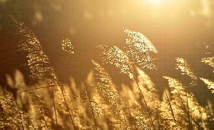 Zufallsbild