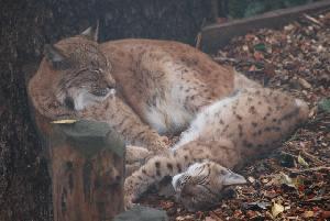 Zufallsbild