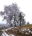  (Hans-Georg Kleemann )