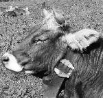  (Hans-Georg Kleemann )