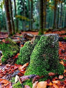 Zufallsbild