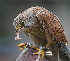 Zufallsbild